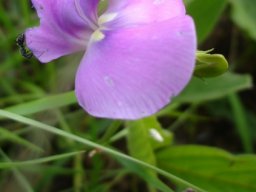 Vigna vexillata twisted white keel